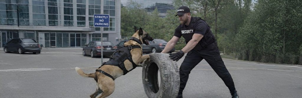 K9 training exercise with handler
