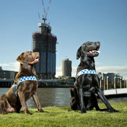 hiring dog team questions