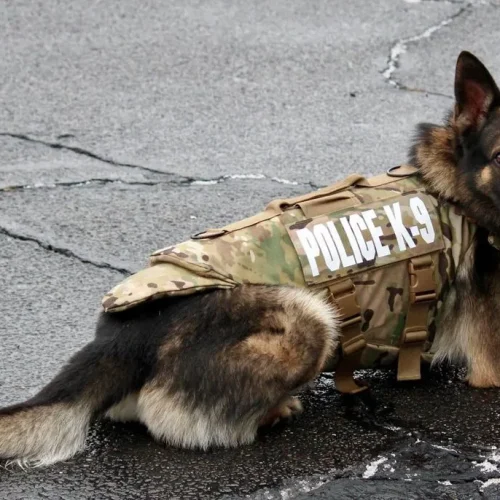 digital k9 reporting tools