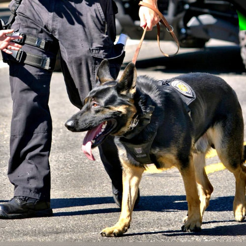 K9 security for machinery