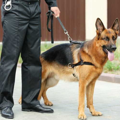 How Dogs Strengthen Loss Prevention During High-Traffic Retail Event Seasons