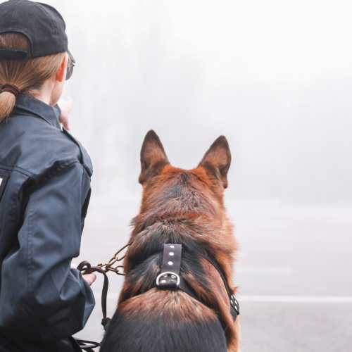 How Trained Dogs Prevent Back-of-House Theft and Loading Bay Intrusions
