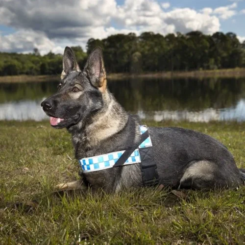 audit k9 provider