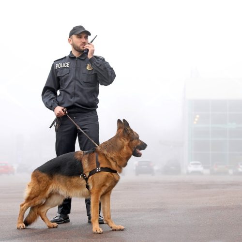 K9 security for construction sites